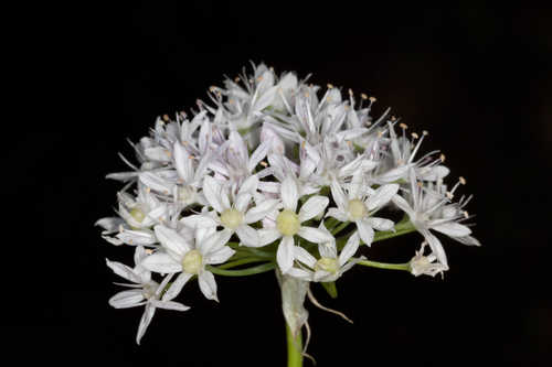 Allium canadense var. mobilense #15